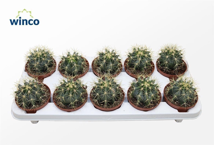 <h4>Ferocactus Glaucescens</h4>