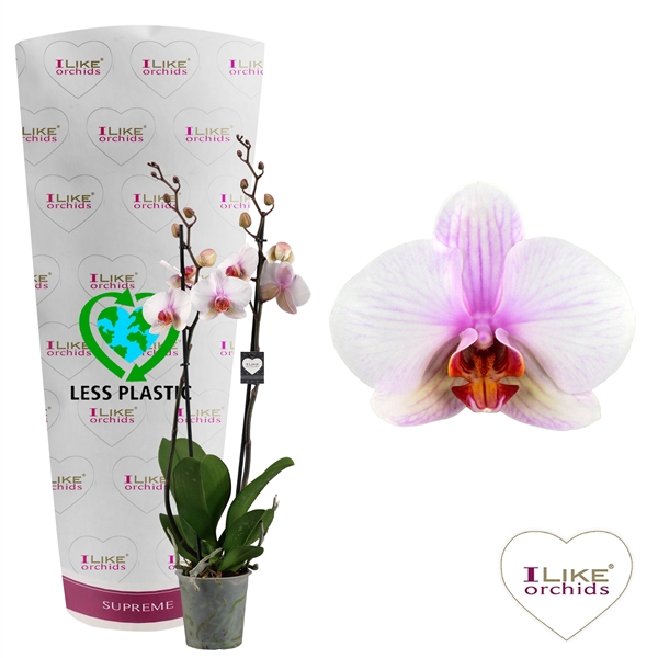 <h4>Phalaenopsis Madrid - 2 tak 70cm (Less Plastic)</h4>