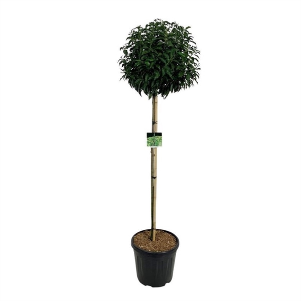 <h4>Prunus lus. 'Angustifolia'</h4>