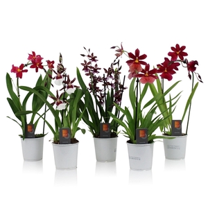 Inca Orchid Red Beauty mix 1 spike incl. cascade 9cm