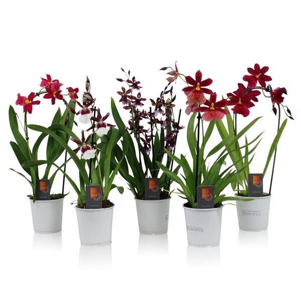 <h4>Inca Orchid Red Beauty mix 1 spike incl. cascade 9cm</h4>