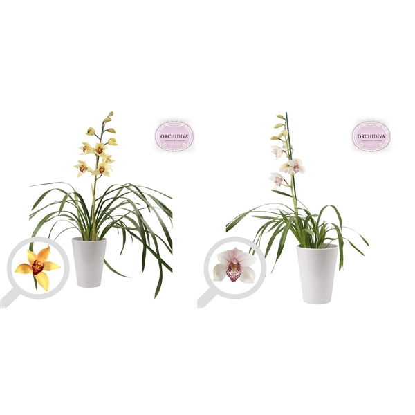 <h4>Cymbidium 1tak mix keramiek wit</h4>