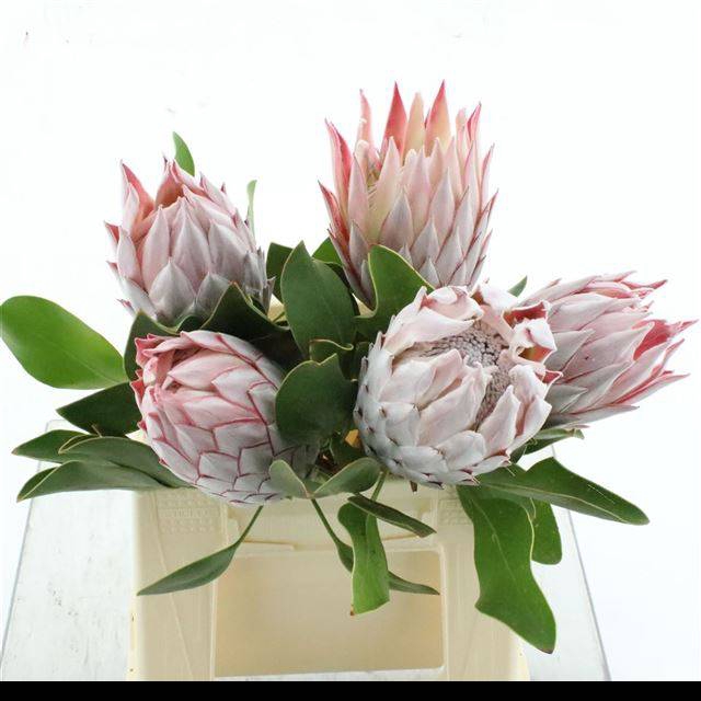 <h4>PROTEA CYNAROIDES</h4>