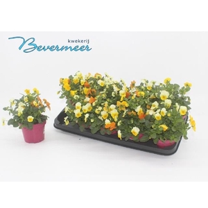 VIO CO EM MM AMSTERD