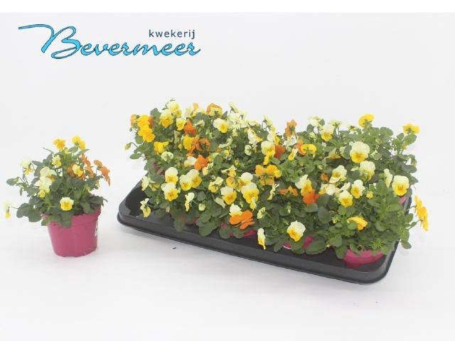 <h4>VIO CO EM MM AMSTERD</h4>