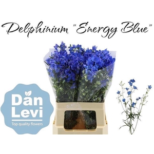 DELPH EN ENERGY BLUE