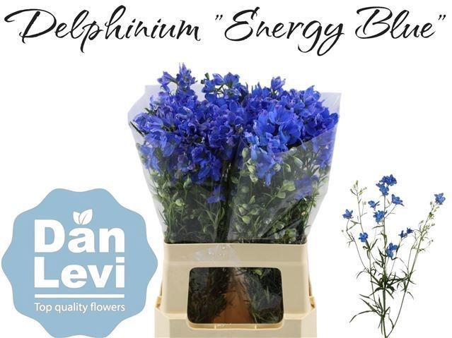 <h4>DELPH EN ENERGY BLUE</h4>