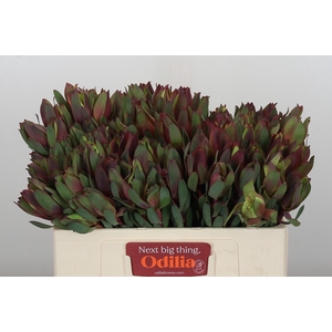Leucadendron Senorita