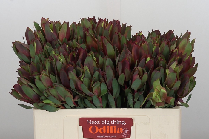 <h4>Leucadendron Senorita</h4>