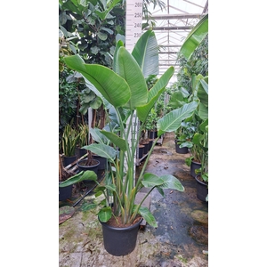 Strelitzia nicolai