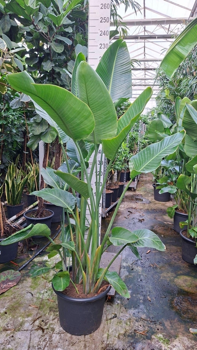 <h4>Strelitzia nicolai</h4>