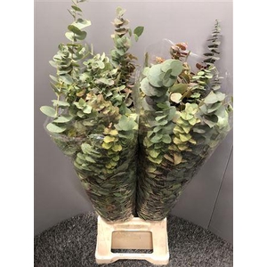 Euca Ovata Autunno 200gr