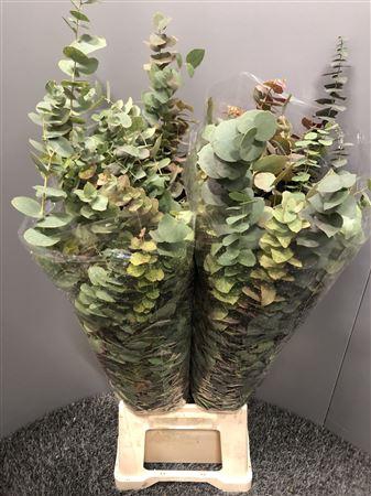 <h4>Euca Ovata Autunno 200gr</h4>