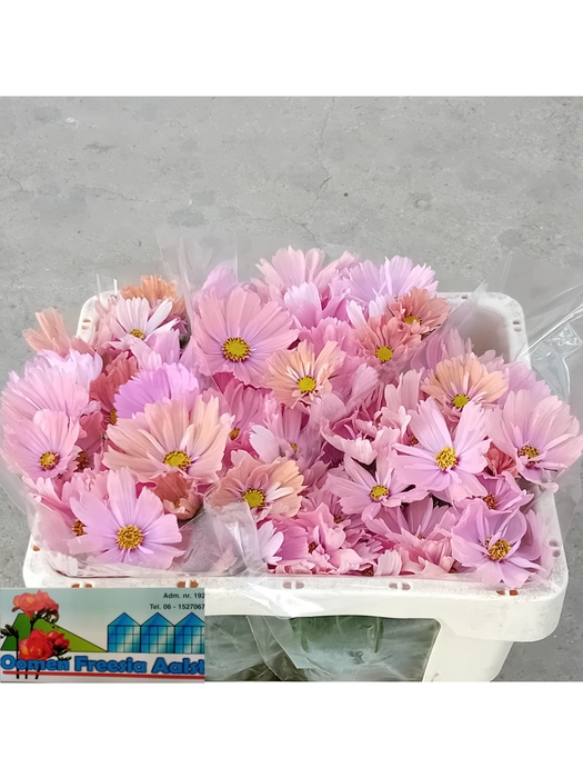 <h4>COSMOS BIPINNATUS</h4>