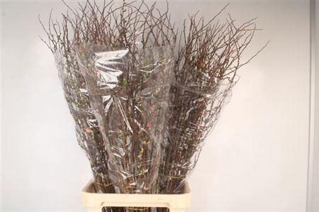 <h4>Chaenomeles X Superba</h4>