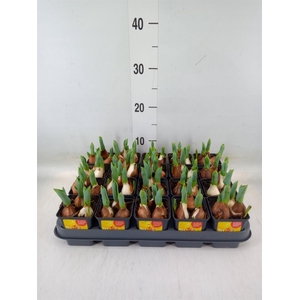 Tulipa DU 'Yellow Baby'