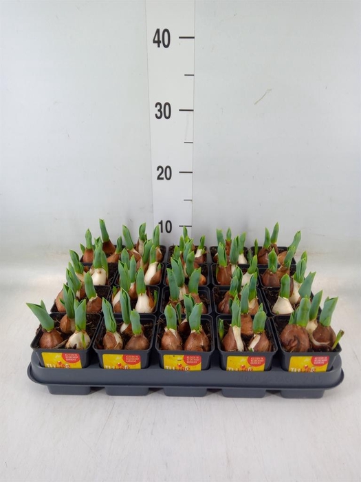 <h4>Tulipa DU 'Yellow Baby'</h4>