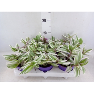 Tradescantia   ...