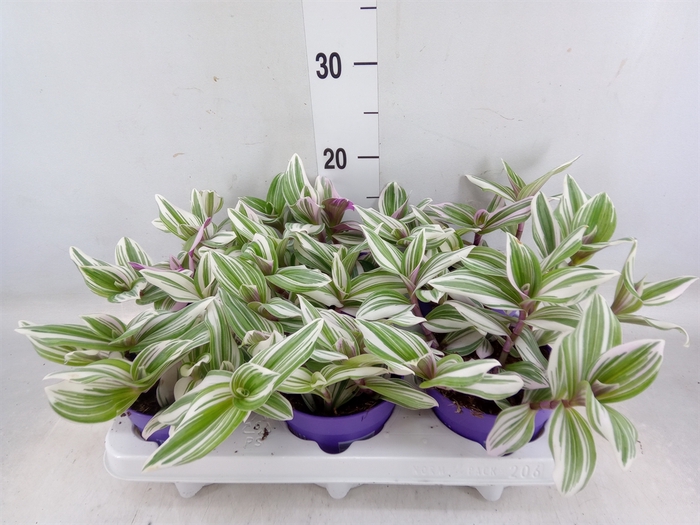 <h4>Tradescantia   ...</h4>