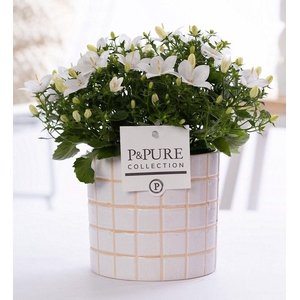 Campanula Atlanta Pure 'Tirza'