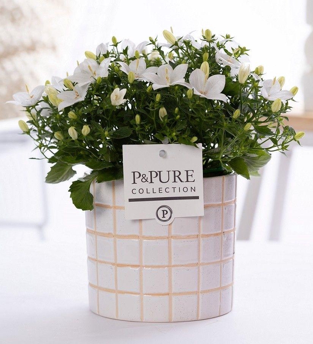<h4>Campanula Atlanta Pure 'Tirza'</h4>