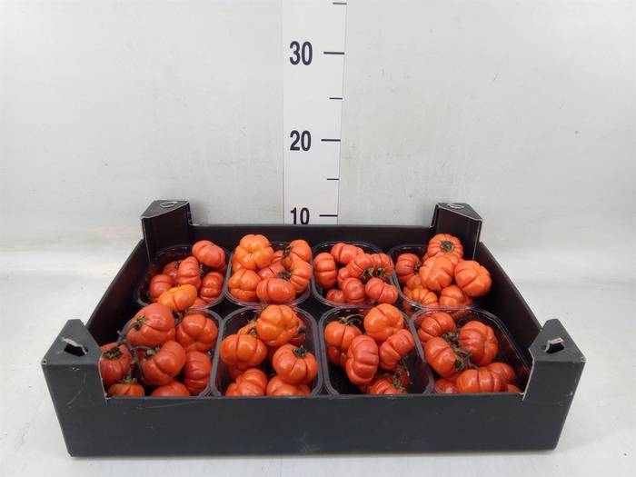<h4>Solanum integ.   .../stuk</h4>