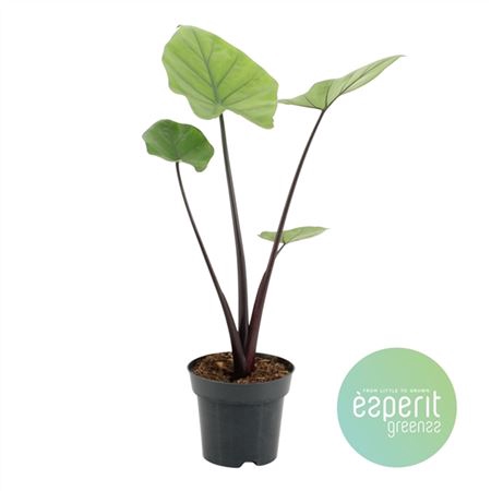 <h4>Alocasia Black Cobra</h4>