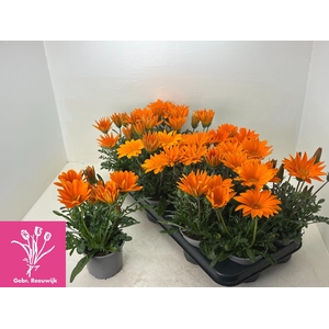 GAZ GAZOO CL ORANGE