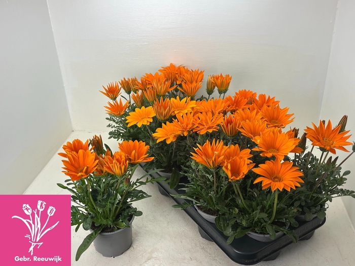 <h4>GAZ GAZOO CL ORANGE</h4>