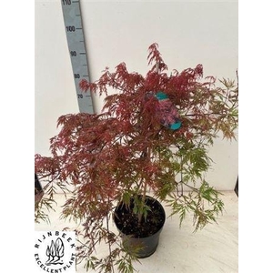 Acer palmatum 'Garnet'