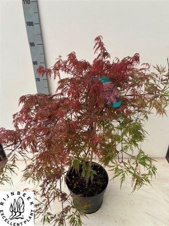 <h4>Acer palmatum 'Garnet'</h4>