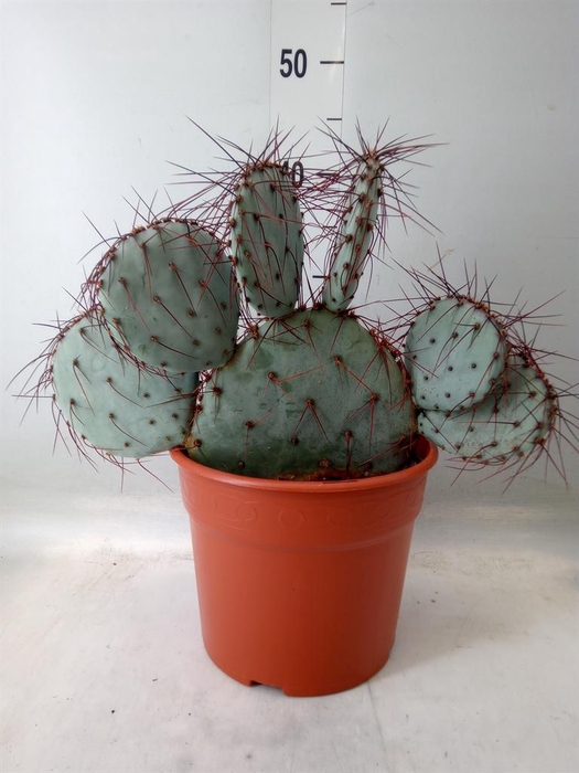 <h4>Opuntia</h4>