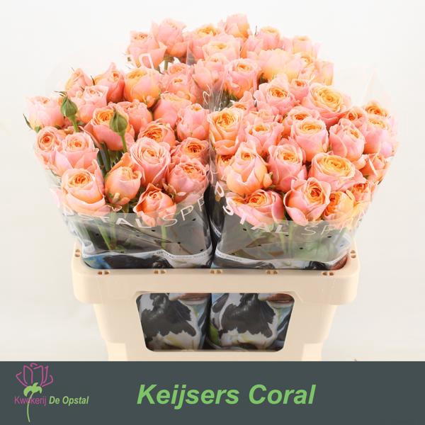 <h4>R Tr Keijsers Coral Opstal</h4>