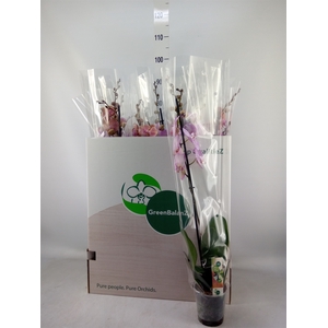 Phalaenopsis   ...mix