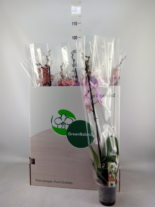 <h4>Phalaenopsis   ...mix</h4>