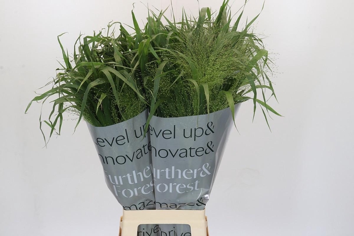 <h4>PANIC VI FONTAINE</h4>