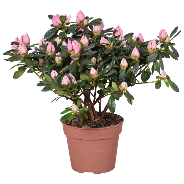 <h4>Azalea 'Michelle-Marie' roze 14cm</h4>