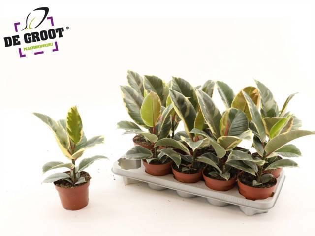 <h4>FIC EL TINEKE</h4>