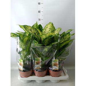 Dieffenbachia  'Compacta'