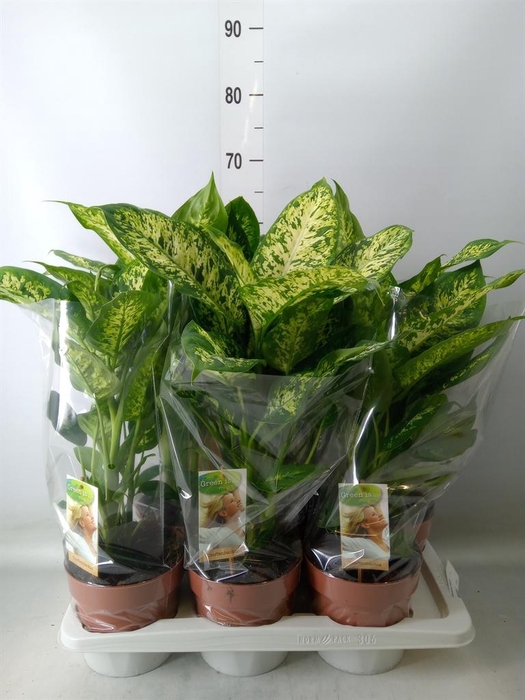 <h4>Dieffenbachia  'Compacta'</h4>