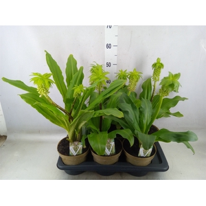 Eucomis bicolor