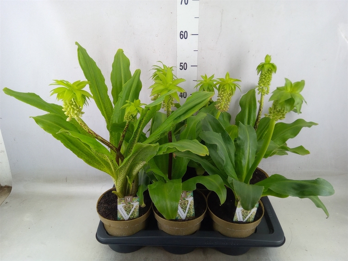 <h4>Eucomis bicolor</h4>