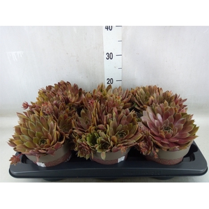 Sempervivum   ...