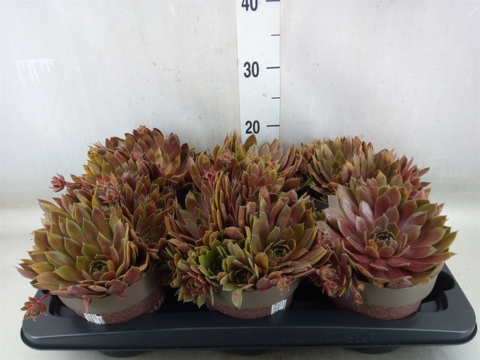 <h4>Sempervivum   ...</h4>
