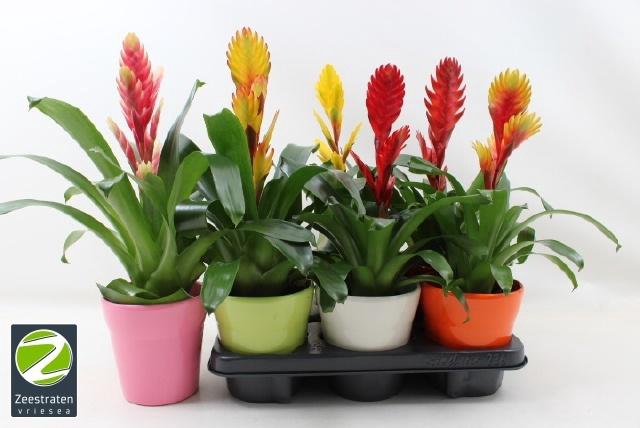 <h4>VRIES GEM 6 SRT</h4>