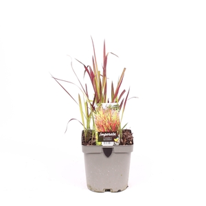 Imperata cyl. 'Red Baron'