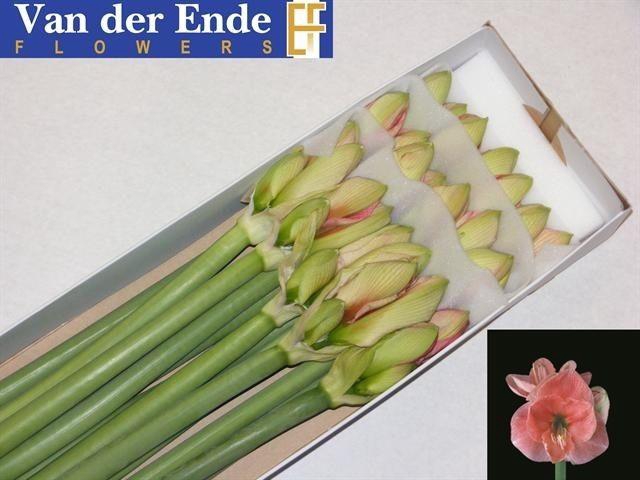 <h4>HIPP GA REVE</h4>