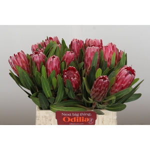 Protea Lancelot