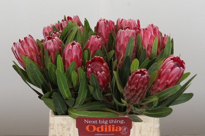 Protea Lancelot