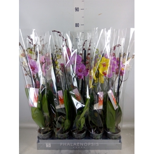 Phalaenopsis   ...mix  7